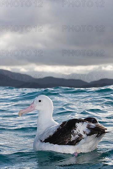 Gibson's antipodal albatross