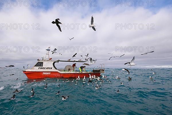 Gibson's antipodal albatross