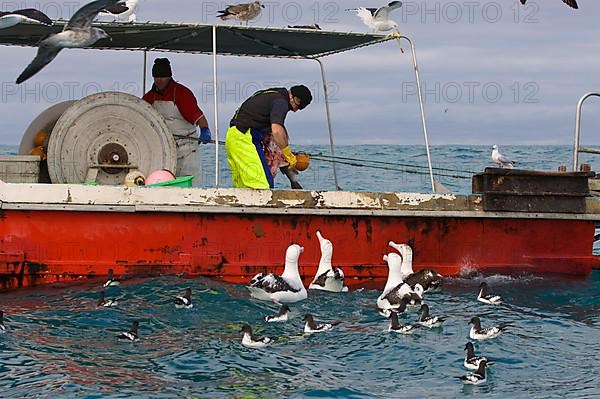 Gibson's antipodal albatross