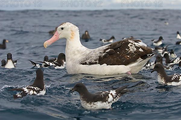 Gibson's antipodal albatross