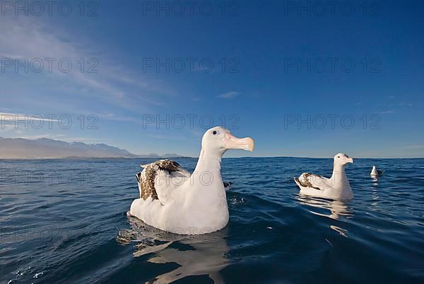 Gibson's antipodal albatross