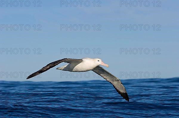 Gibson's antipodal albatross