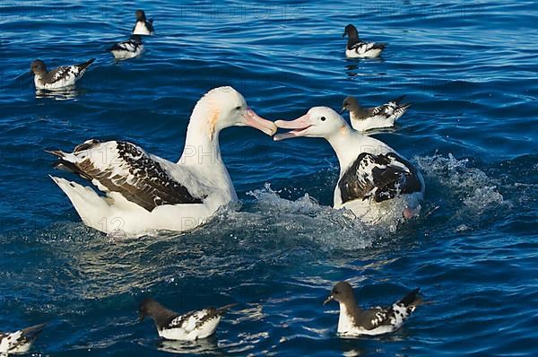 Adult Gibson's antipodal albatross