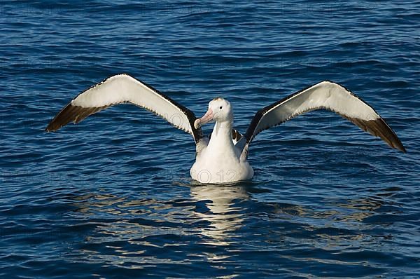 Gibson's antipodal albatross