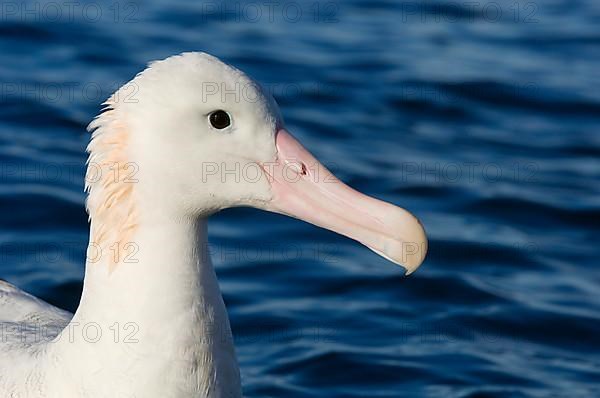 Gibson's antipodal albatross