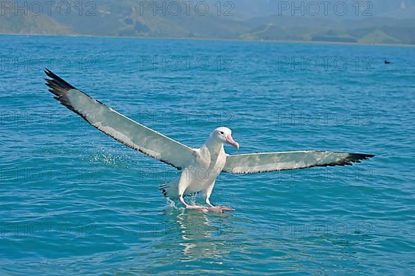Gibson's Antipodean Albatross