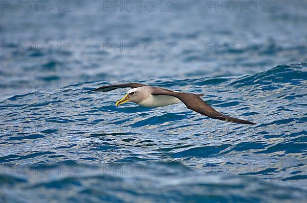 Southern Buller's Albatross