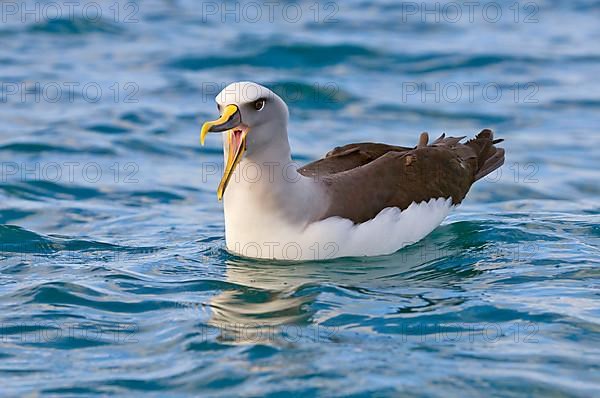 Southern Buller's Albatross