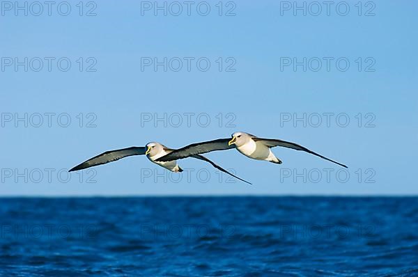 Southern Buller's Albatross