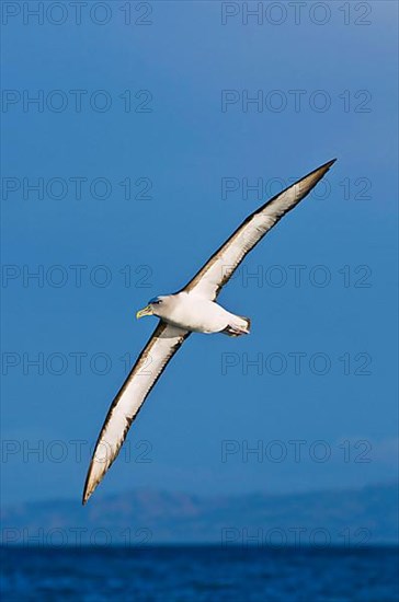 Southern Buller's Albatross