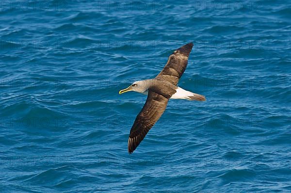 Southern Buller's Albatross