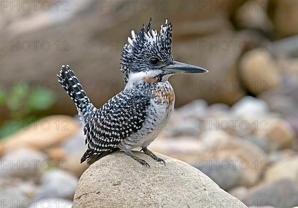 Crested kingfisher