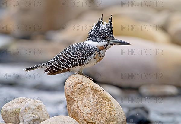 Crested kingfisher