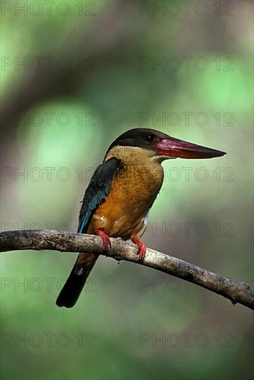 Stork-billed kingfisher