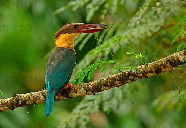 Stork-billed kingfisher