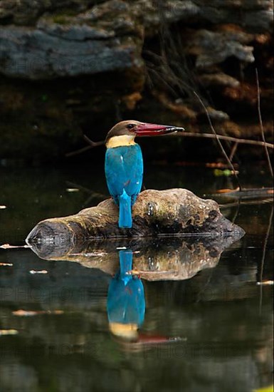 Adult stork-billed kingfisher