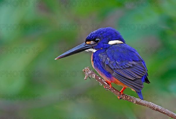 Azure azure kingfisher