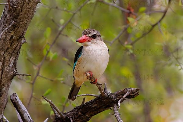 Brown-hooded kingfishers