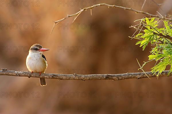 Brown-hooded kingfishers