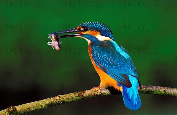 Kingfisher