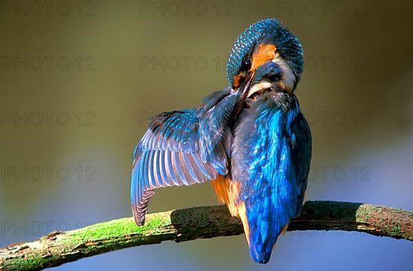 Kingfisher