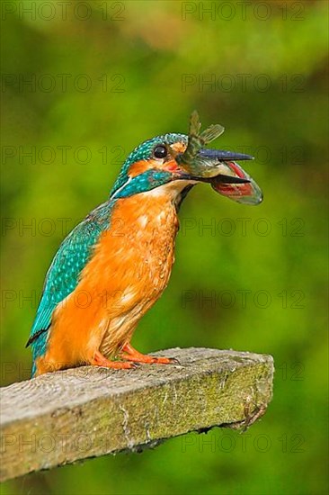 Common kingfisher