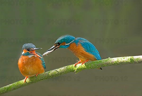 Common kingfisher