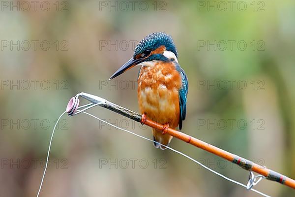 Common kingfisher