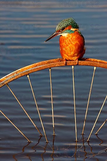 Common kingfisher