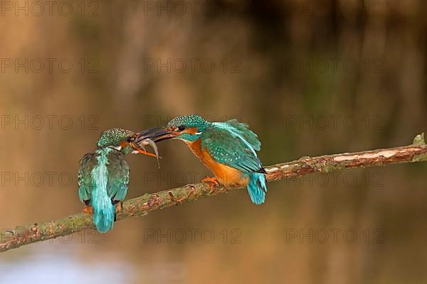 Common kingfisher