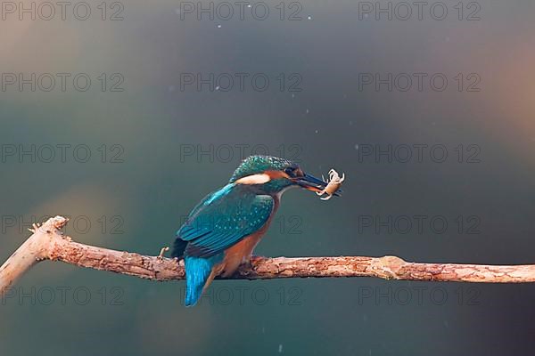 Common kingfisher