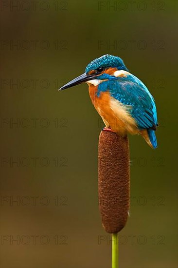 Common kingfisher