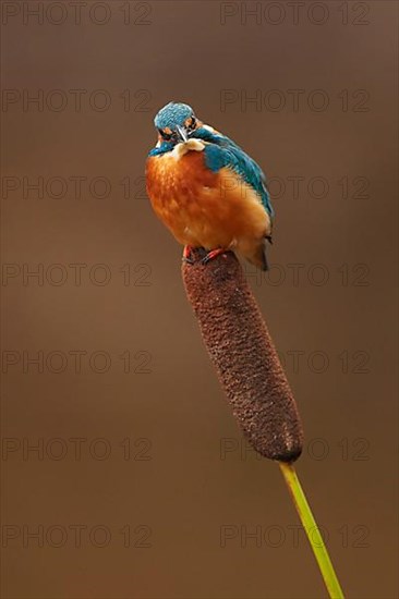 Kingfisher