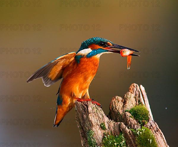 Common Kingfisher