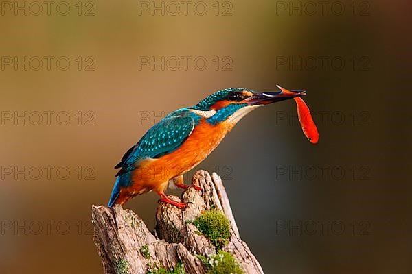 Common Kingfisher