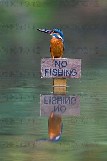 Common kingfisher