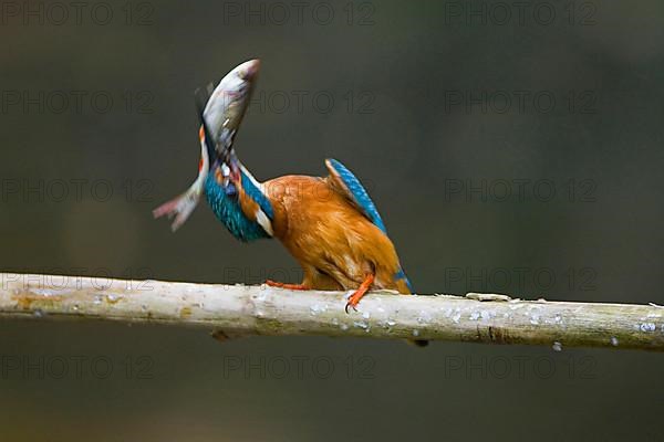 Common kingfisher