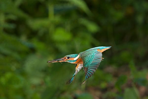 Common kingfisher