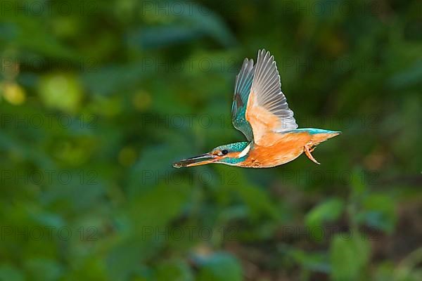 Common kingfisher