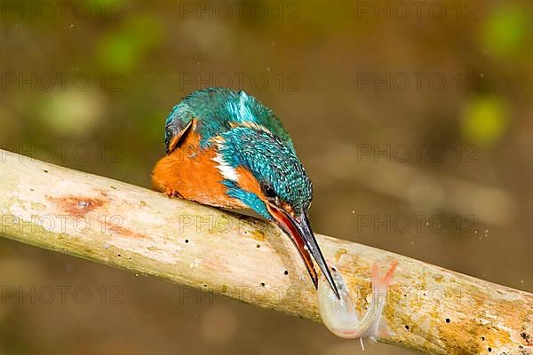 Common kingfisher