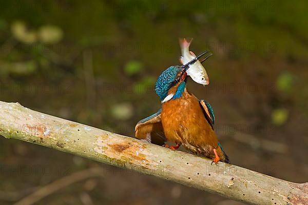 Common kingfisher