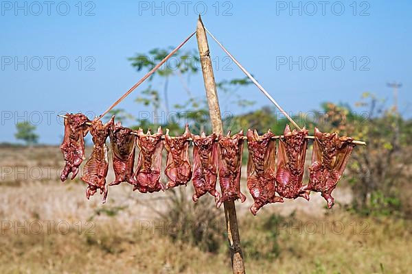 Swallow carcasses drying in the sun