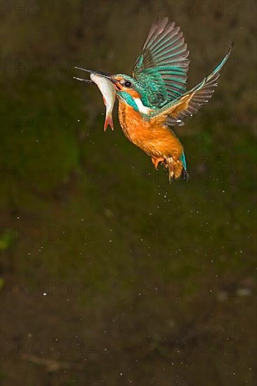 Common kingfisher