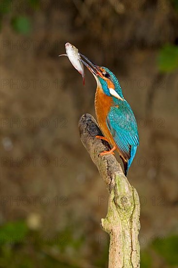 Common kingfisher