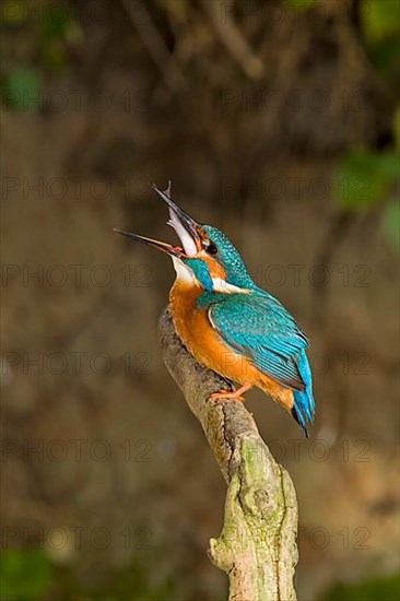 Kingfisher