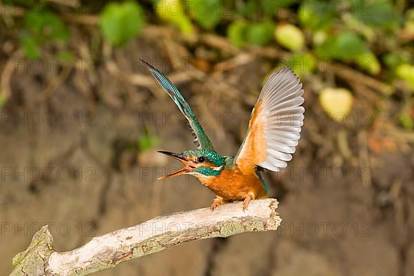 Common common kingfisher