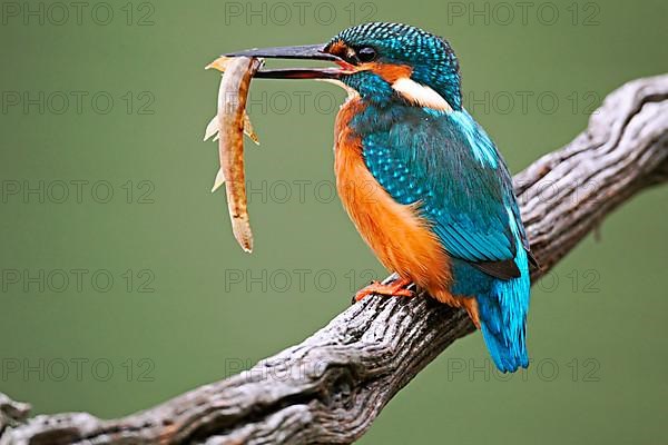 Common Kingfisher