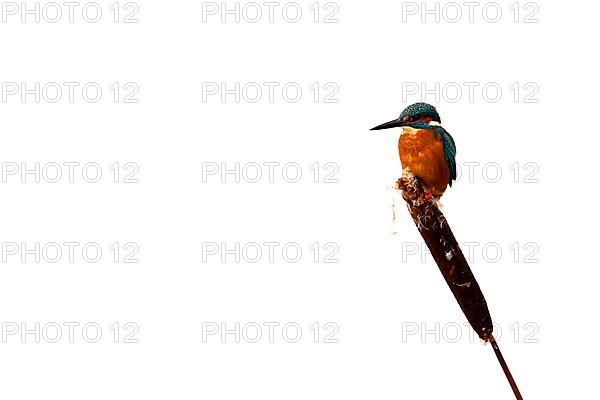 Common Kingfisher