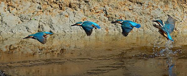 Common kingfisher