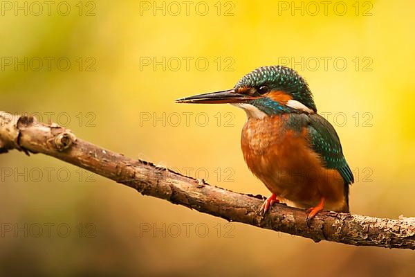 Common Kingfisher